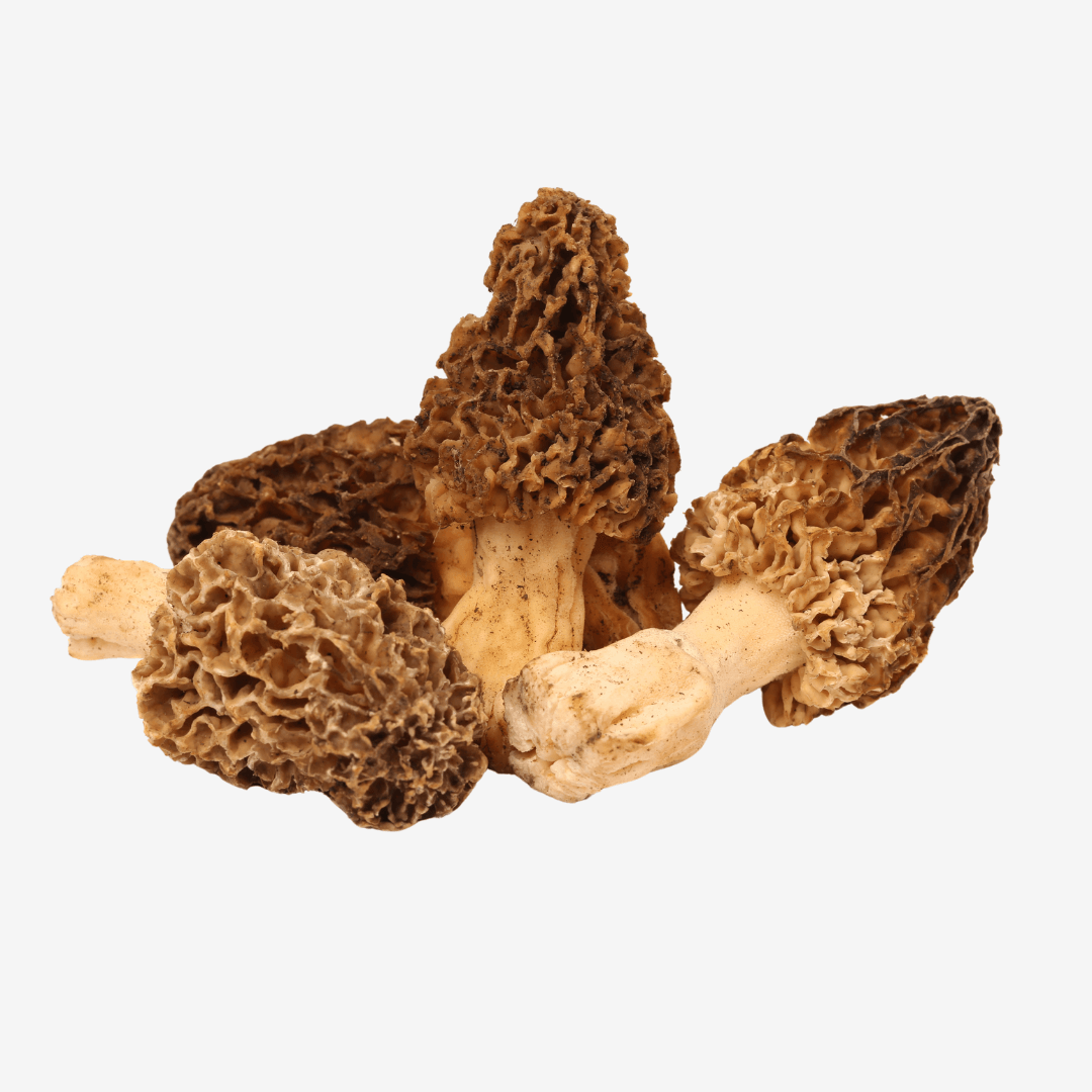 Fresh Morel Mushrooms - DR Delicacy