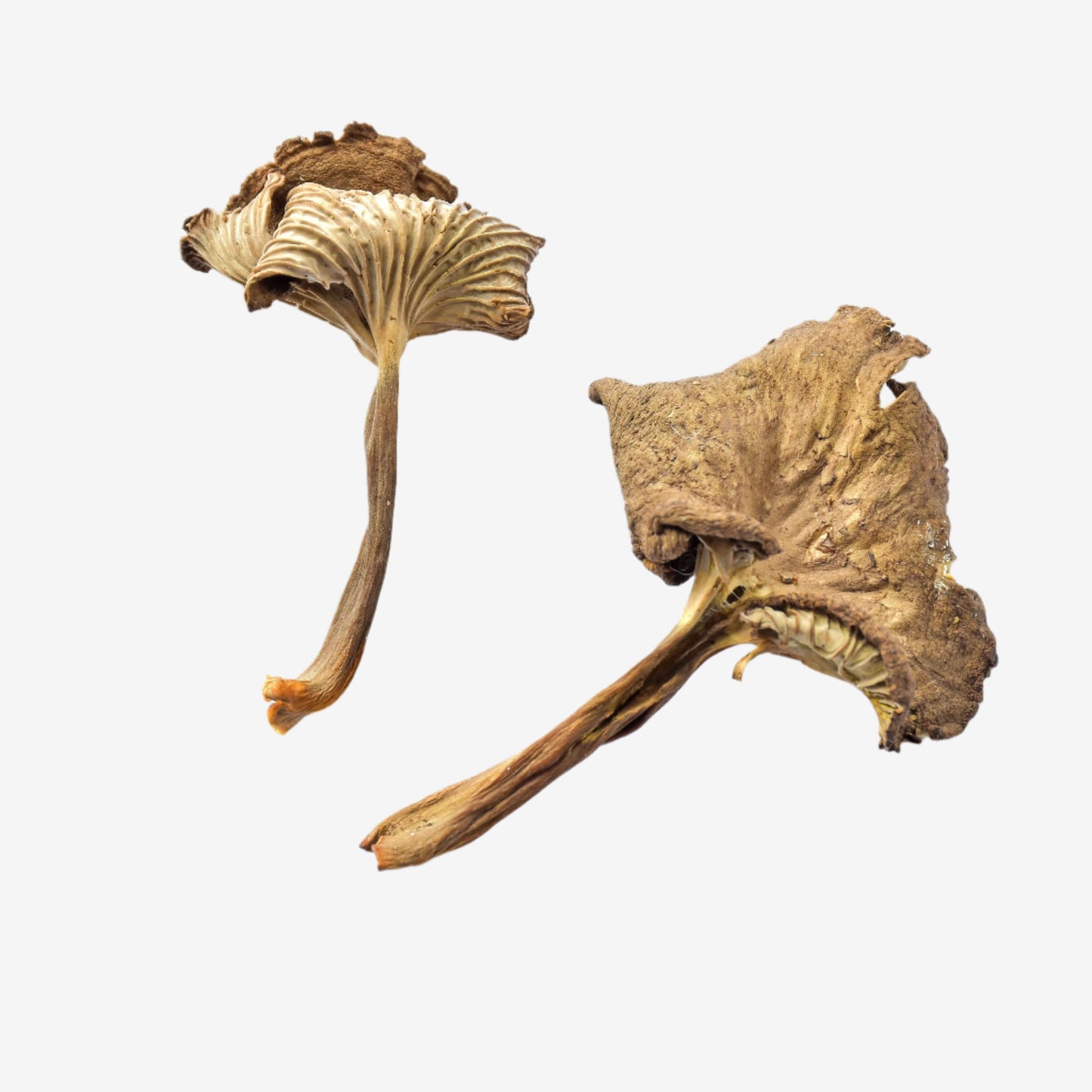 Dried Yellowfoot Mushrooms - DR Delicacy
