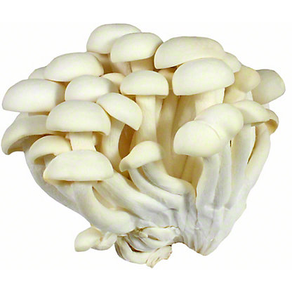 alba clamshell mushroom