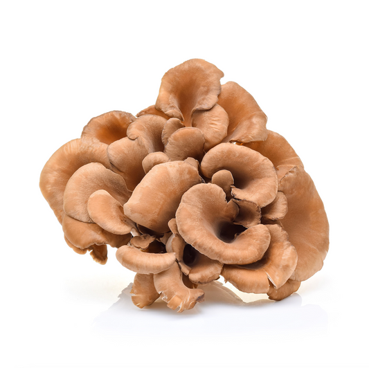 Maitake