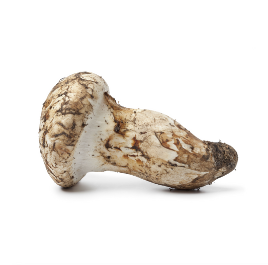 Matsutake