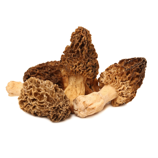 Morel