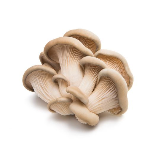 Oyster Mushroom