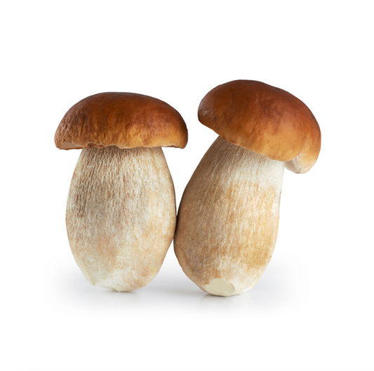 Porcini