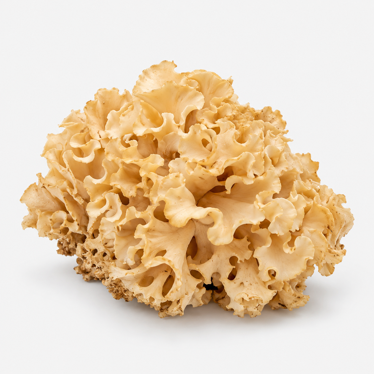 Cauliflower Mushrooms