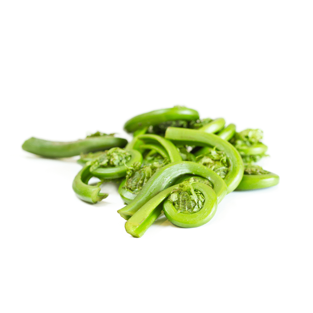Fresh Fiddleheads curled green leaves ready for cooking or as a seasonal delicacy.