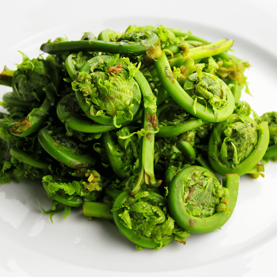 Fresh Fiddleheads piled high on a white plate, showcasing their vibrant green color and curled shape.