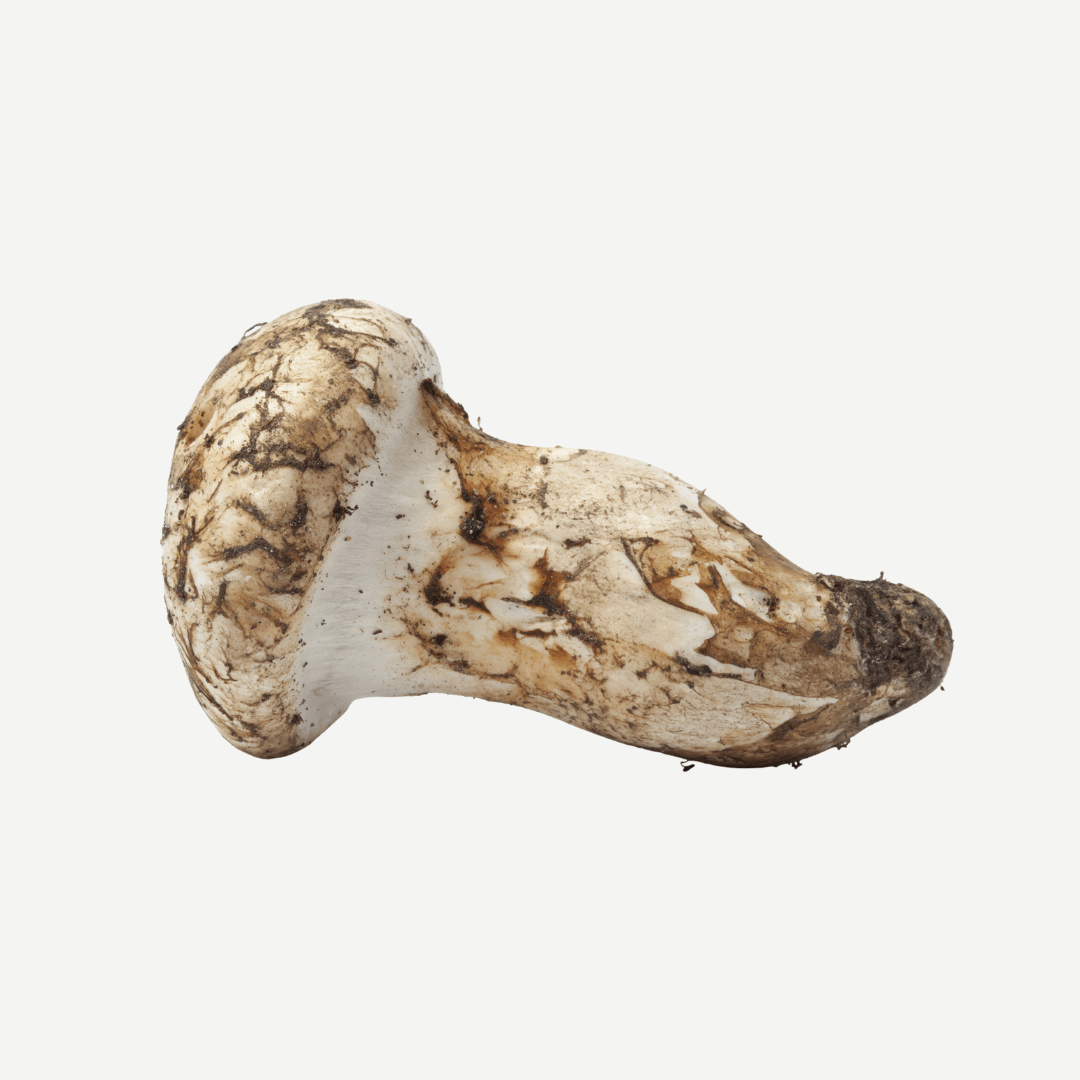 Fresh Matsutake Mushroom with earthy tones and unique texture, perfect for gourmet dishes.