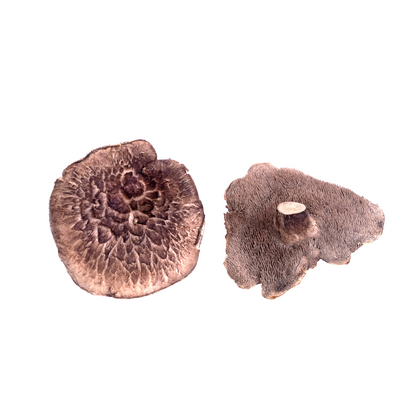 Dried Hedgehog Mushrooms