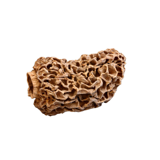 Dried Morel Mushrooms