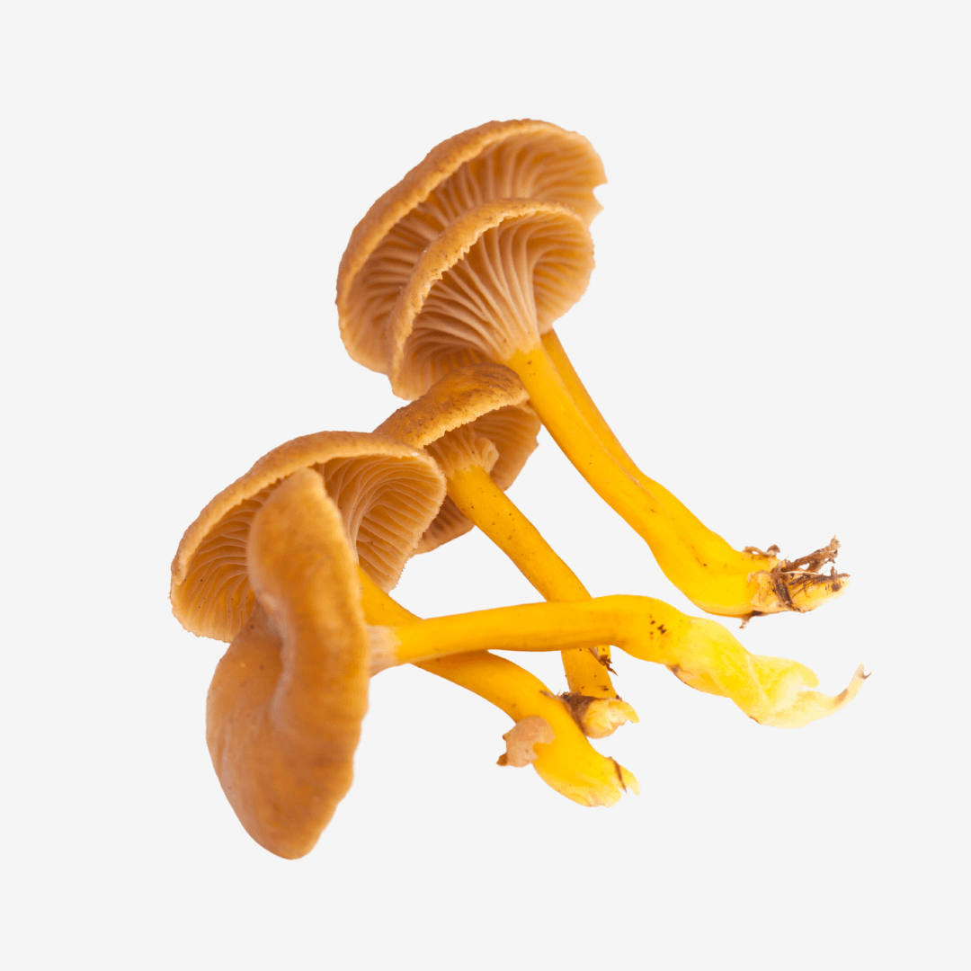 Fresh Yellowfoot Mushroom - DR Delicacy