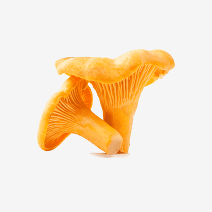Fresh Chanterelle Mushrooms displayed against a white background, showcasing their vibrant yellow color and unique shape.