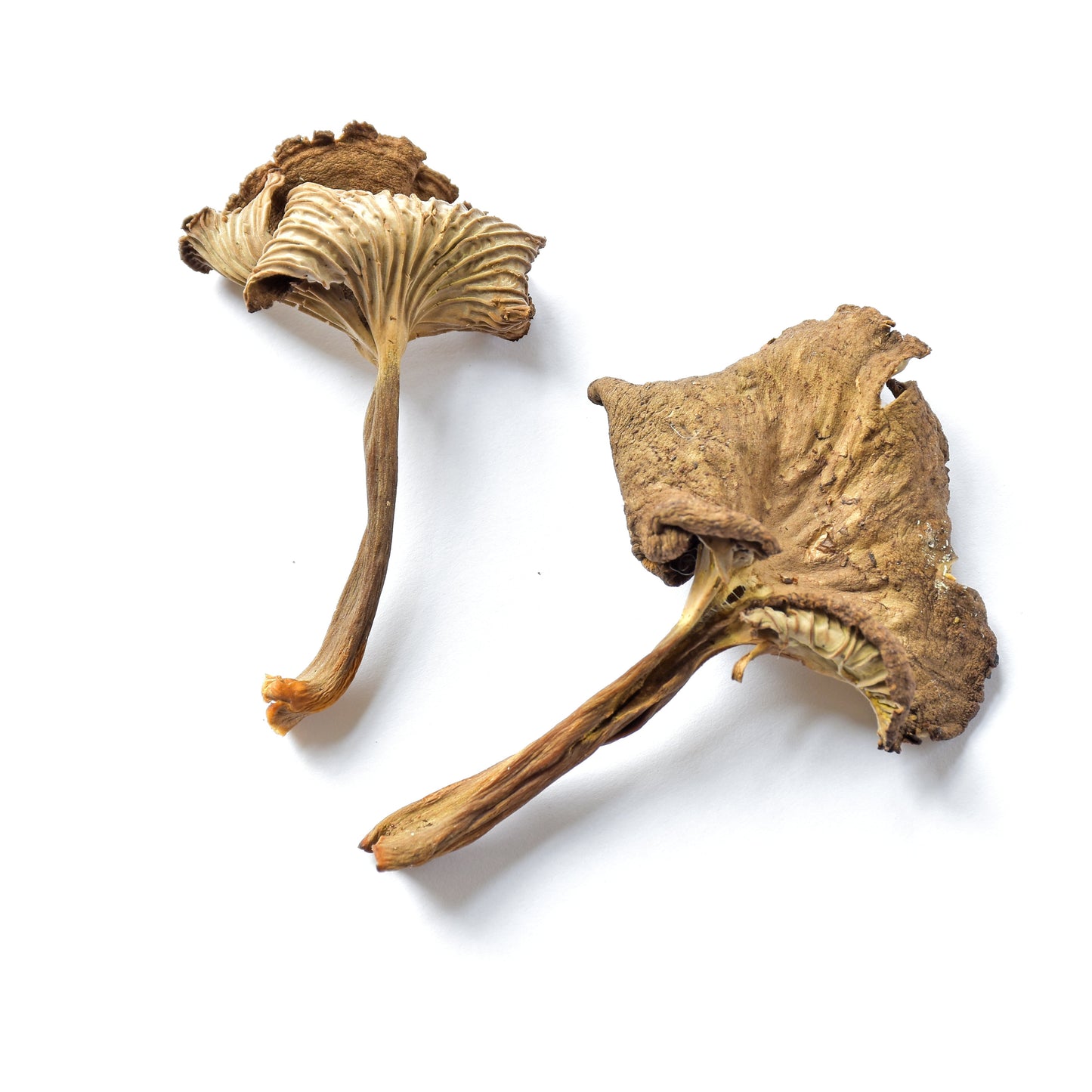 Dried Yellowfoot Mushrooms