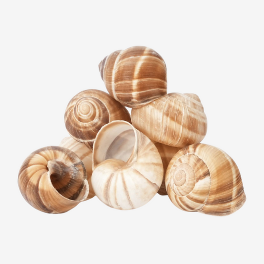 Empty Escargot Shells