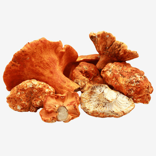 Fresh Lobster Mushrooms - DR Delicacy