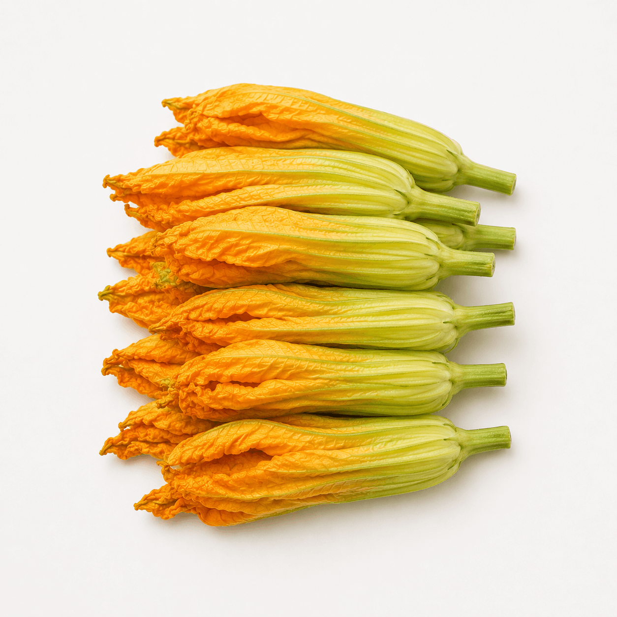 Fresh Zucchini Squash Blossom flowers arranged in a row on a white background.